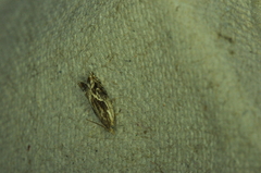 Epinotia nisella