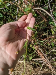 Persicaria sagittata
