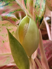 Aglaonema commutatum