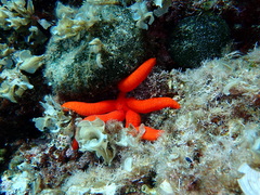 Ophidiaster ophidianus