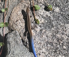 Plestiodon skiltonianus