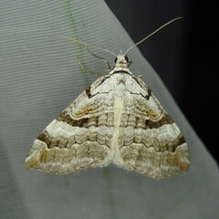 Aplocera praeformata