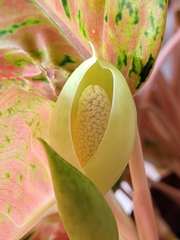 Aglaonema commutatum