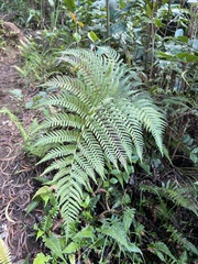 Dryopteris sandwicensis