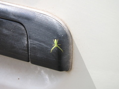 Cetratus rubropunctatus