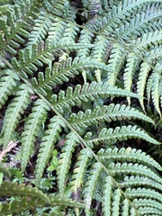 Dryopteris sandwicensis