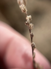 Plagiobothrys scouleri