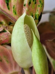 Aglaonema commutatum