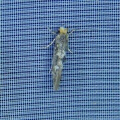 Infurcitinea ignicomella