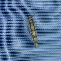 Trichoptera