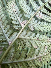 Dryopteris sandwicensis