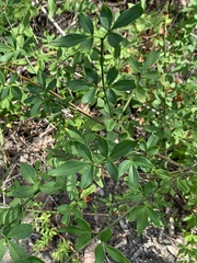 Jasminum