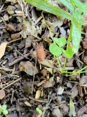 Leiobunum ventricosum