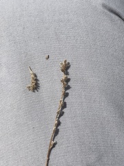 Plagiobothrys scouleri