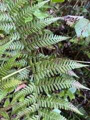 Dryopteris sandwicensis