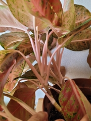 Aglaonema commutatum