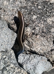 Plestiodon skiltonianus