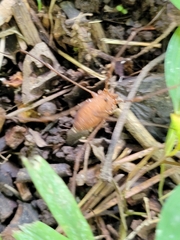 Leiobunum ventricosum