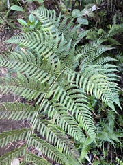 Dryopteris sandwicensis