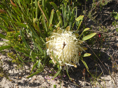 Protea aspera