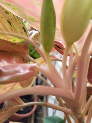 Aglaonema commutatum