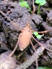 Leiobunum ventricosum