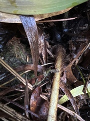 Dryopteris sandwicensis