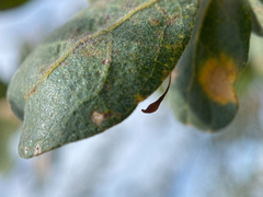 Andricus pedicellatus