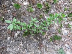 Fouquieria splendens