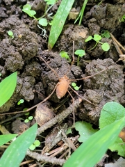 Leiobunum ventricosum