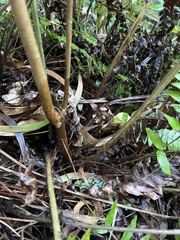 Dryopteris sandwicensis