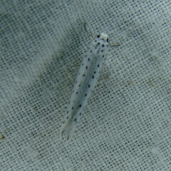 Yponomeuta evonymella