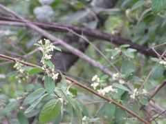 Lippia graveolens