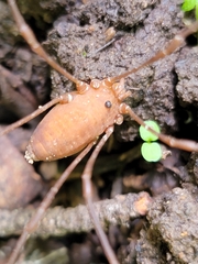 Leiobunum ventricosum