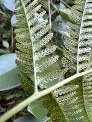 Dryopteris sandwicensis