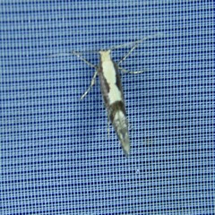 Argyresthia conjugella