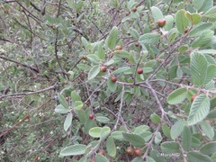 Karwinskia humboldtiana