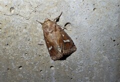 Phragmatiphila insularis