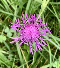 Centaurea