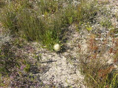 Protea aspera