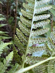 Dryopteris sandwicensis