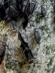 Cerastipsocus venosus