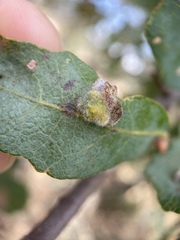 Aceria trichophila