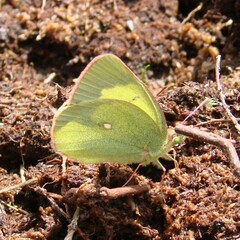 Colias palaeno