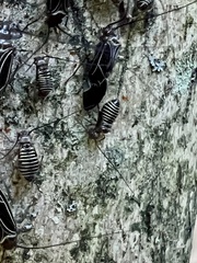 Cerastipsocus venosus