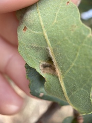 Aceria trichophila