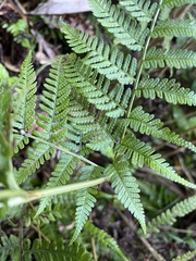 Dryopteris sandwicensis