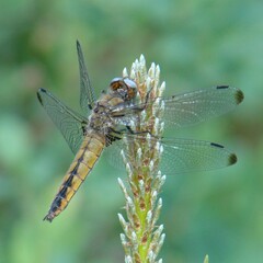Libellula fulva