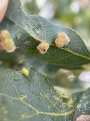 Aceria trichophila