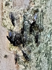 Cerastipsocus venosus